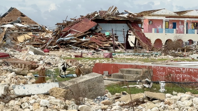 Goats wander among debris left from Category 5 Hurricane Melissa's destruction in Black River, Jamaica, two weeks after the hurricane.